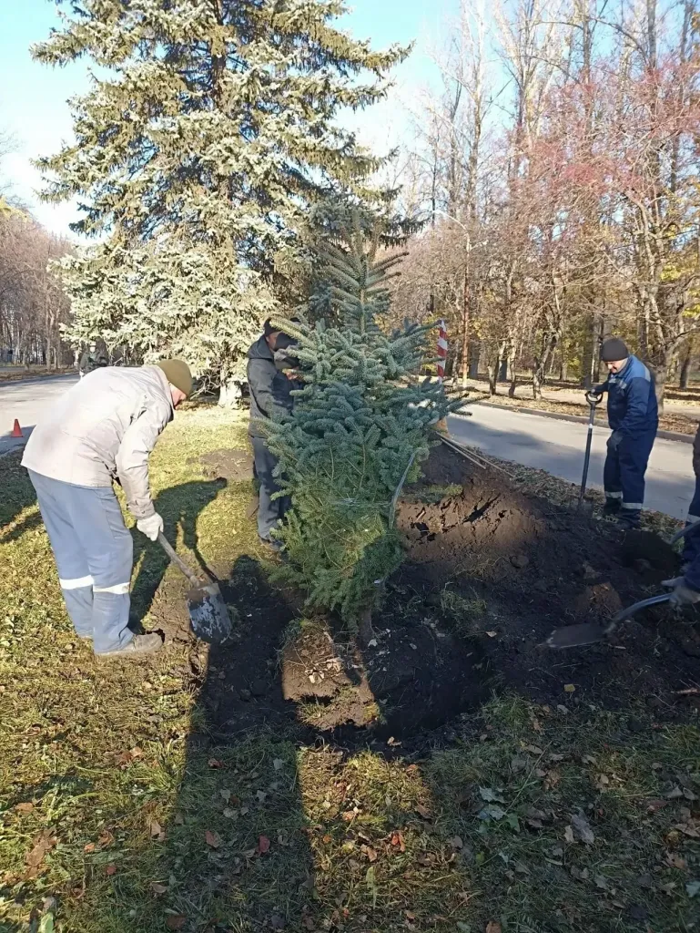 В сквере УЗТС высадили 15 голубых елей