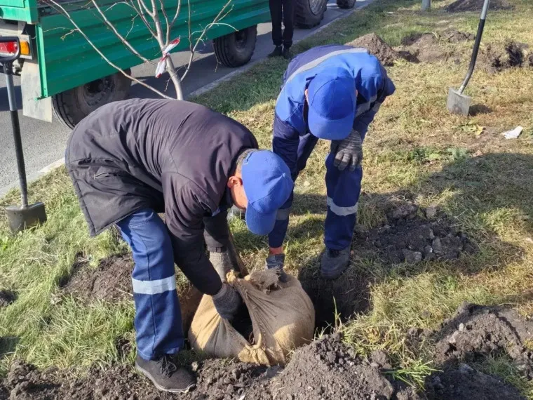 В Ульяновске с 6 по 20 октября высадили 418 деревьев